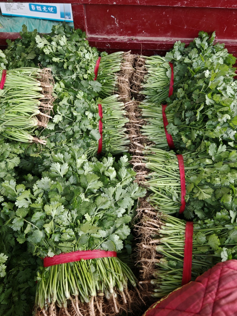 【精品推荐】河南安阳大叶香菜大量上市，保质保量一手货源