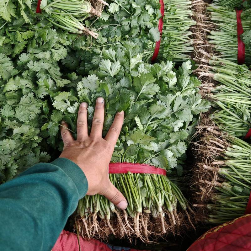 【精品推荐】河南安阳大叶香菜大量上市，保质保量一手货源