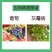 正品奇星40%嘧菌环胺啶酰菌胺悬浮剂葡萄灰霉病杀菌剂农药