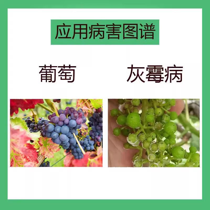 正品奇星40%嘧菌环胺啶酰菌胺悬浮剂葡萄灰霉病杀菌剂农药