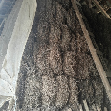 凉粉草，天然无添加，清爽可口，夏日消暑必备，健康美味