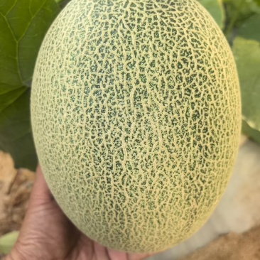哈密瓜小蜜25号