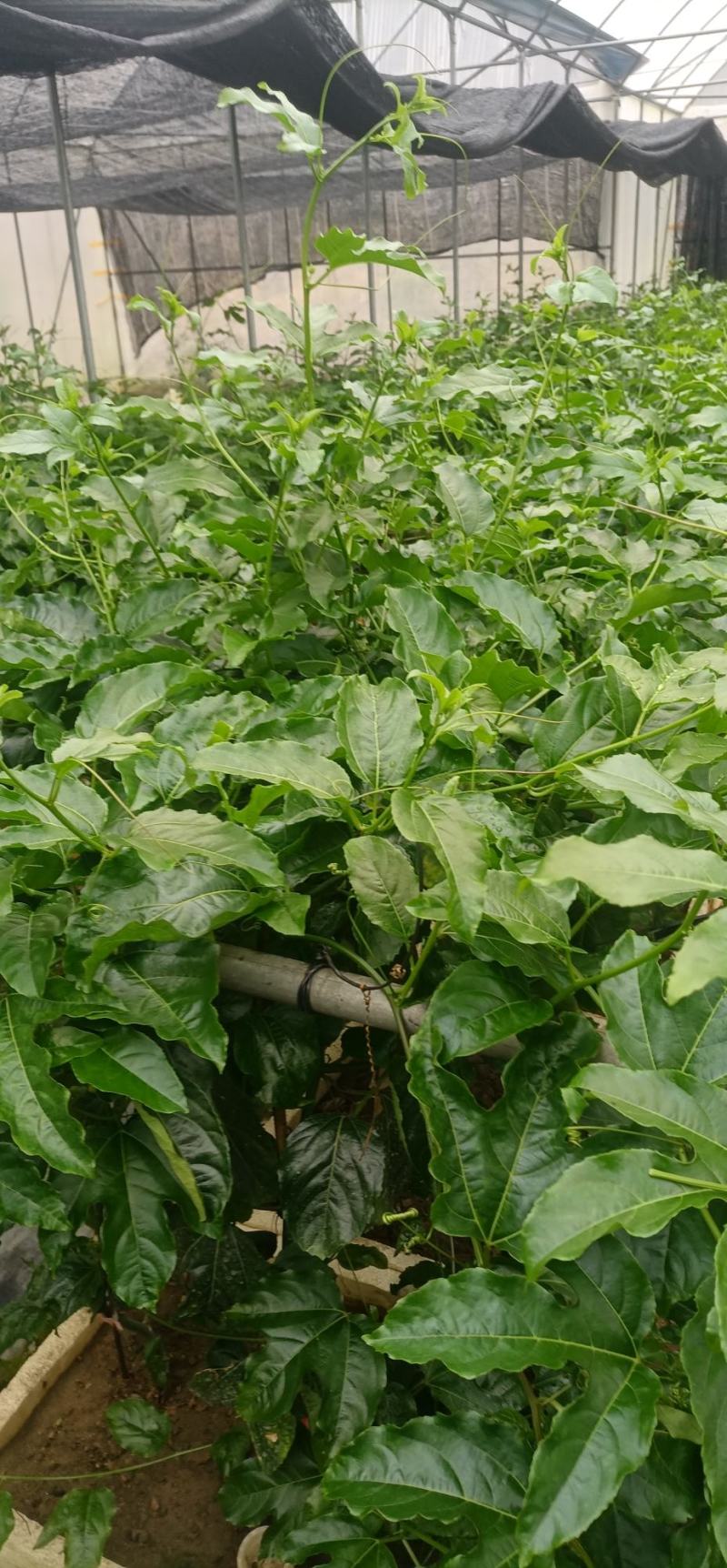 百香果苗优质的苗种植出来品质好的果产量高严选脱毒