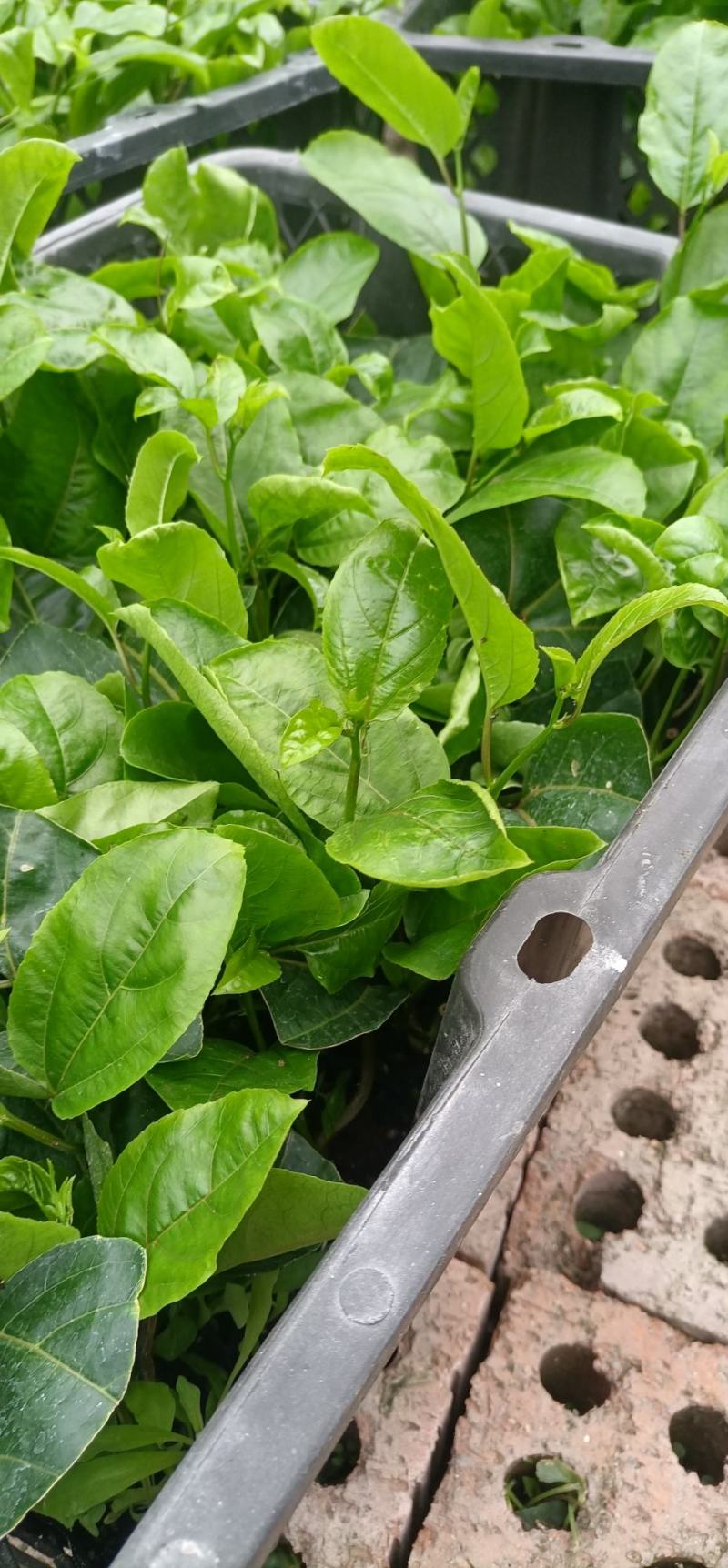 百香果苗优质的苗种植出来品质好的果产量高严选脱毒