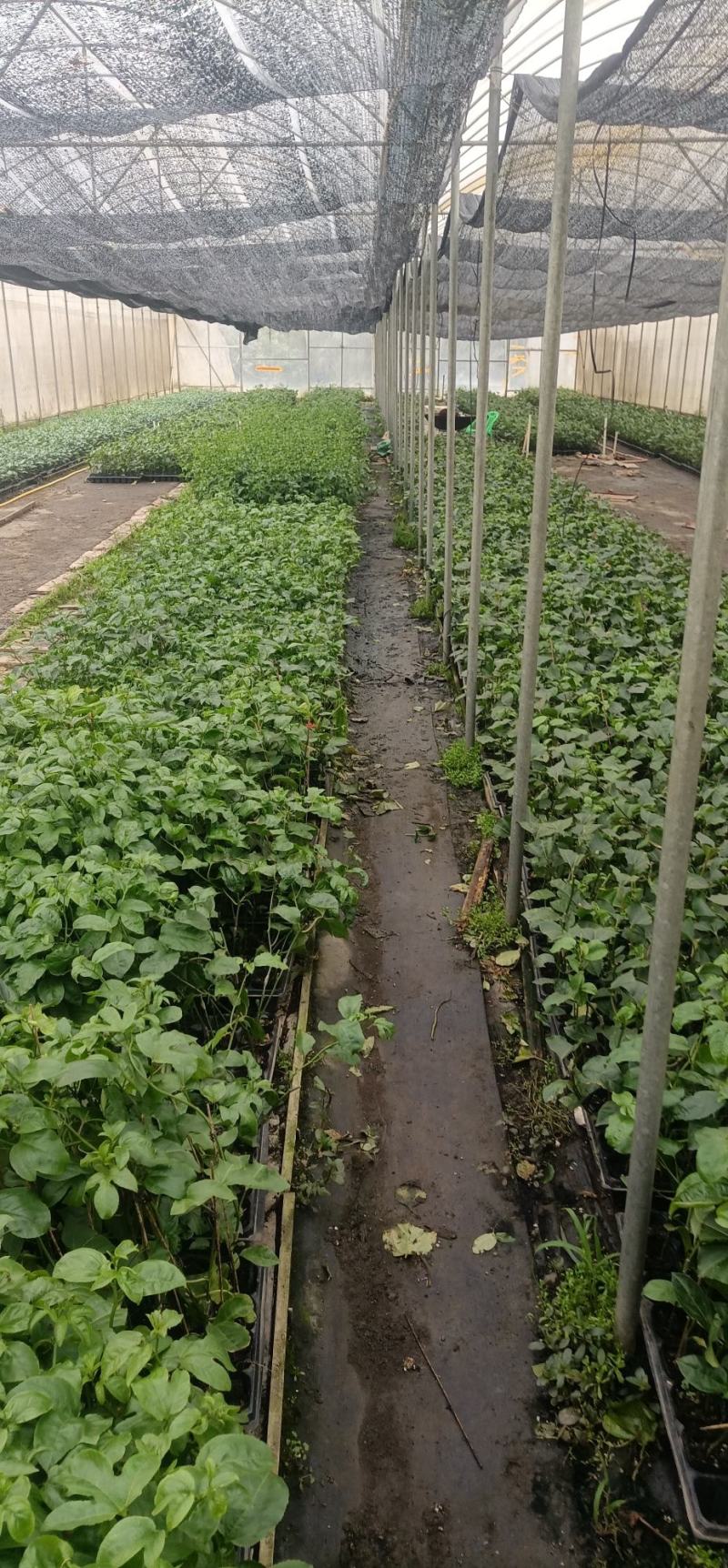 百香果苗优质的苗种植出来品质好的果产量高严选脱毒