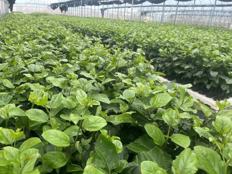 百香果苗优质的苗种植出来品质好的果产量高严选脱毒