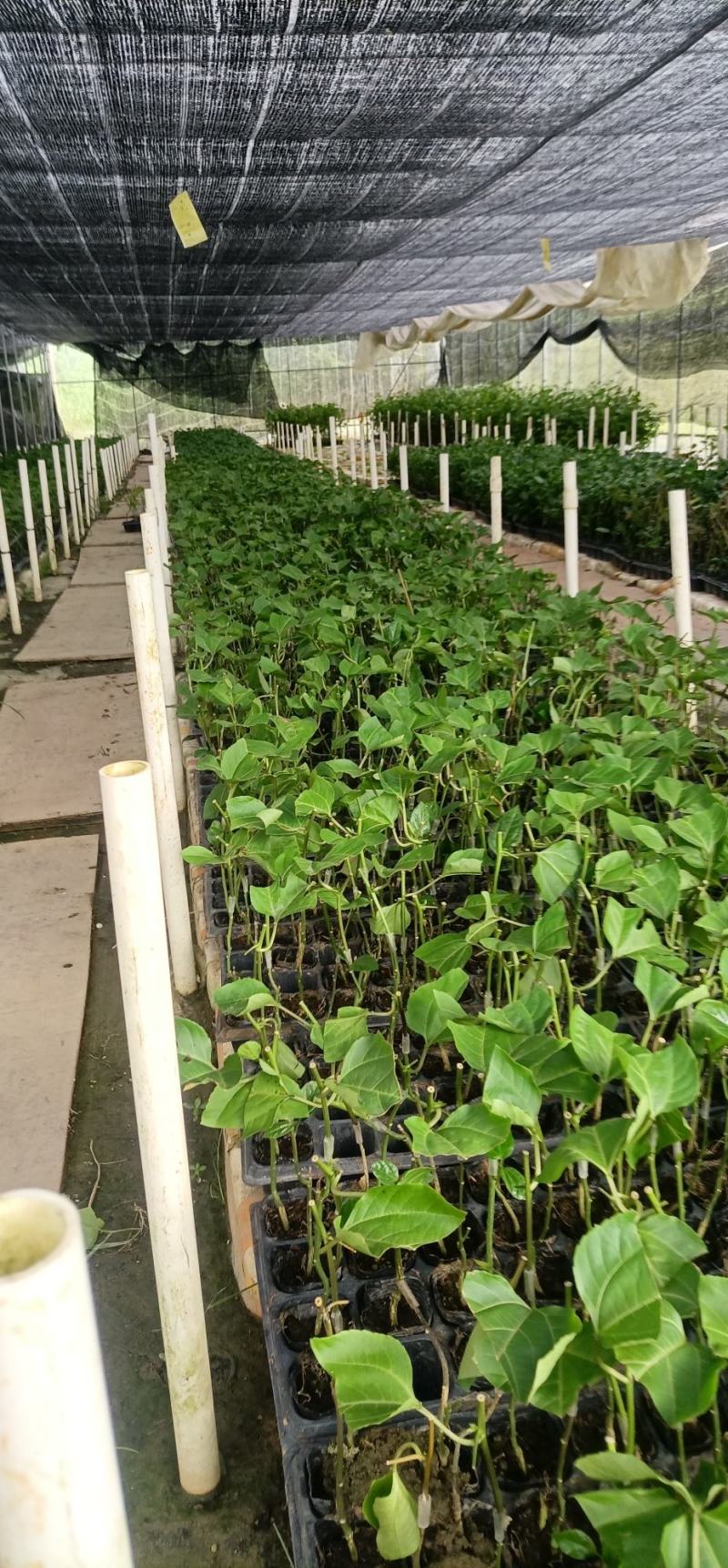 百香果苗优质的苗种植出来品质好的果产量高严选脱毒