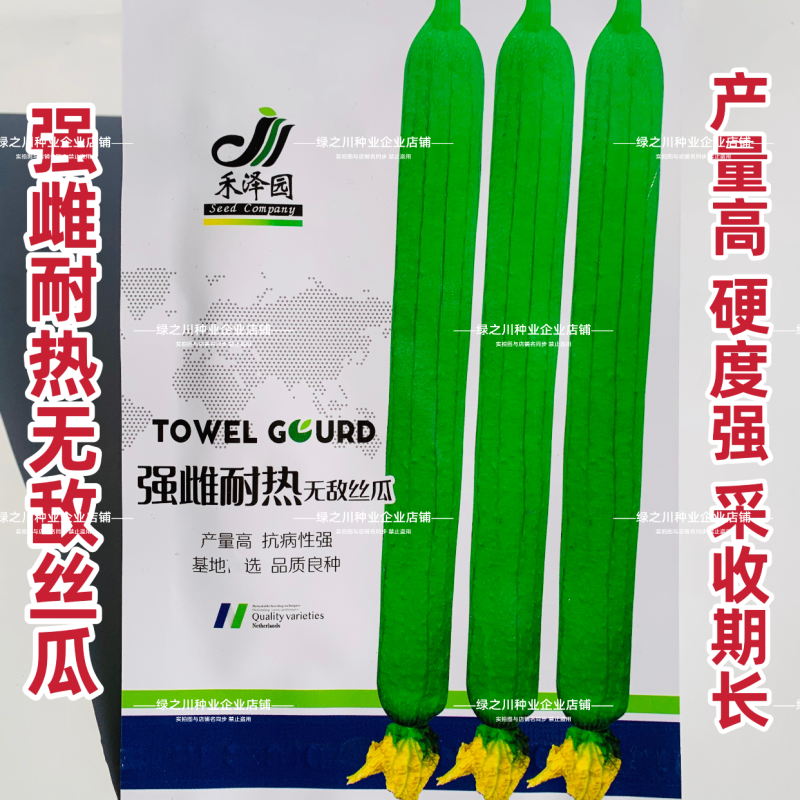 强雌耐热**丝瓜种子强雌型丝瓜种子抗热早熟节节有瓜长棒