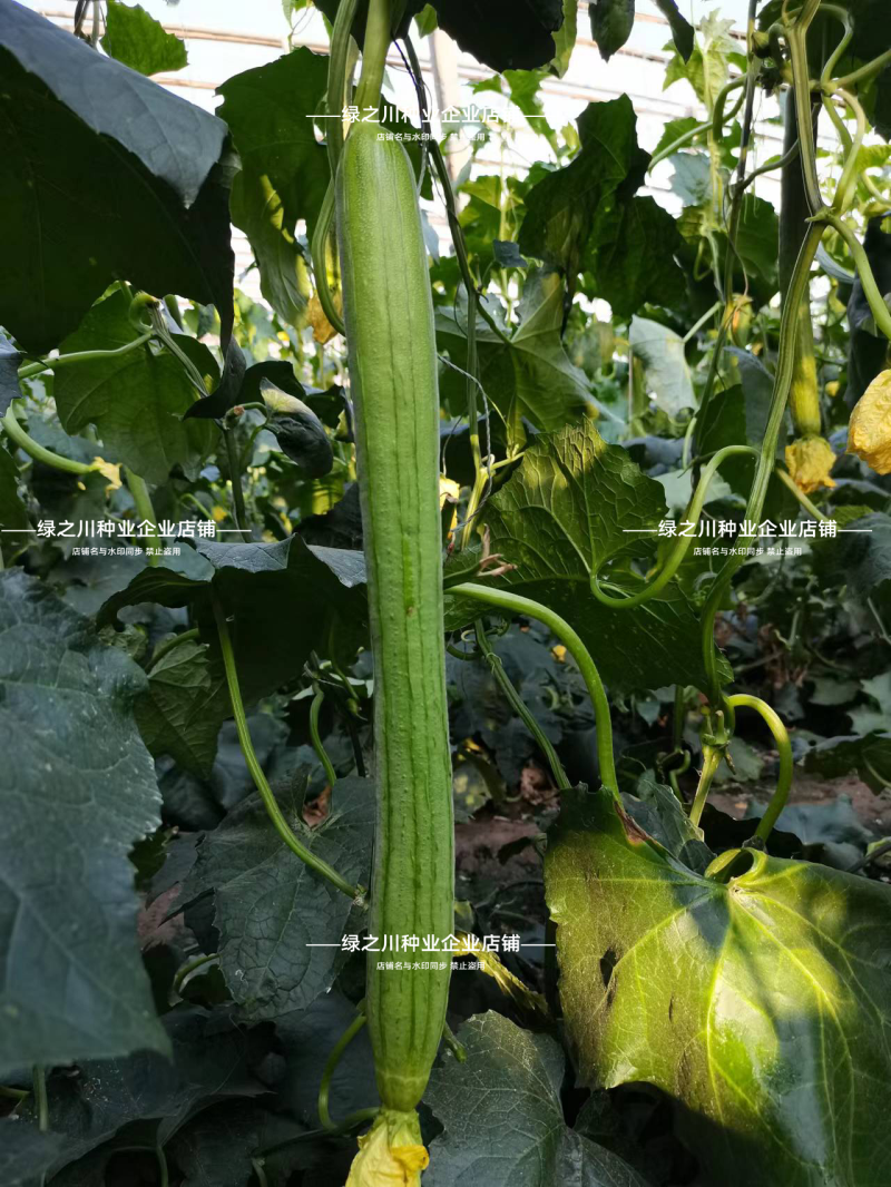 强雌耐热**丝瓜种子强雌型丝瓜种子抗热早熟节节有瓜长棒