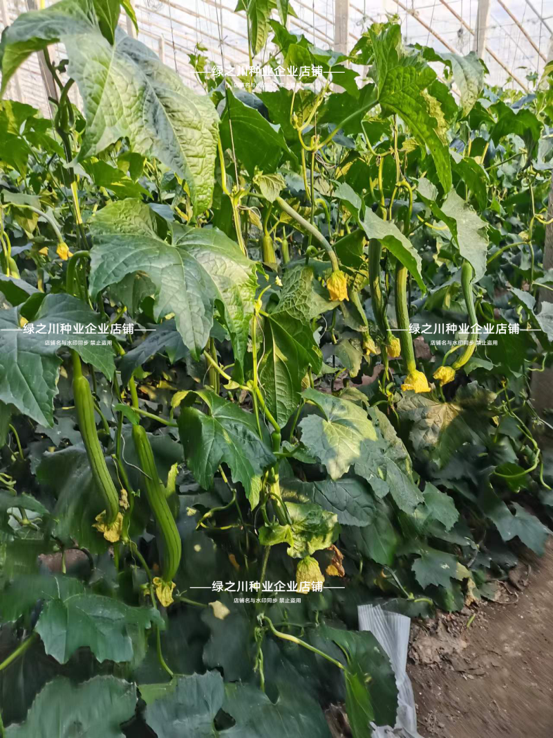 强雌耐热**丝瓜种子强雌型丝瓜种子抗热早熟节节有瓜长棒