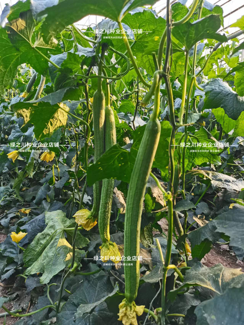 强雌耐热**丝瓜种子强雌型丝瓜种子抗热早熟节节有瓜长棒