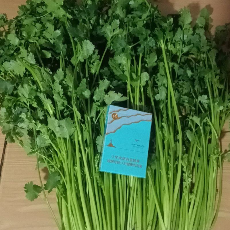 精品香菜