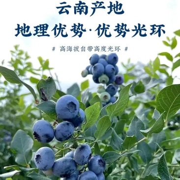 云南蓝莓！高原鲜果蓝莓基地！对接社团！一件代发！整车发货