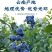 云南蓝莓！高原鲜果蓝莓基地！对接社团！一件代发！整车发货