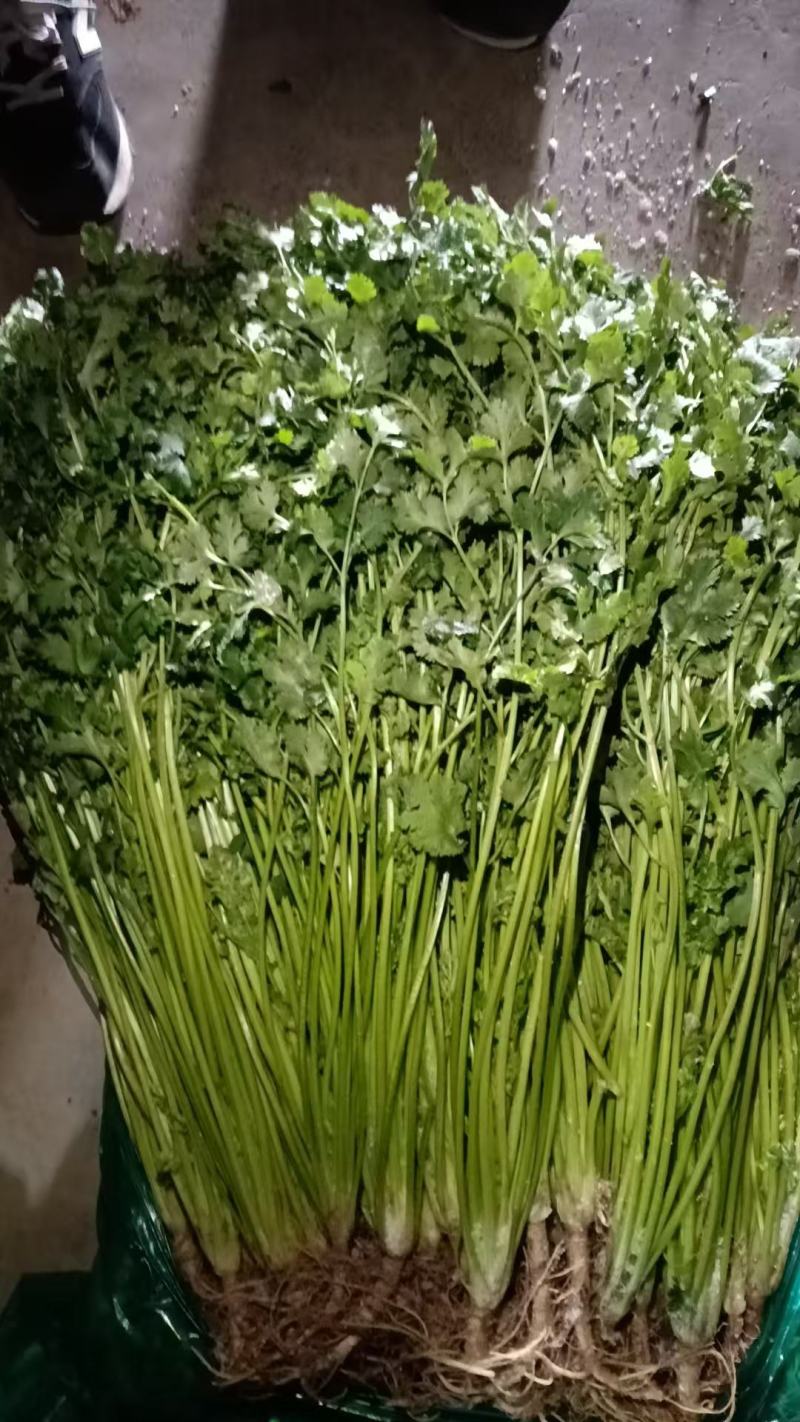 精品香菜