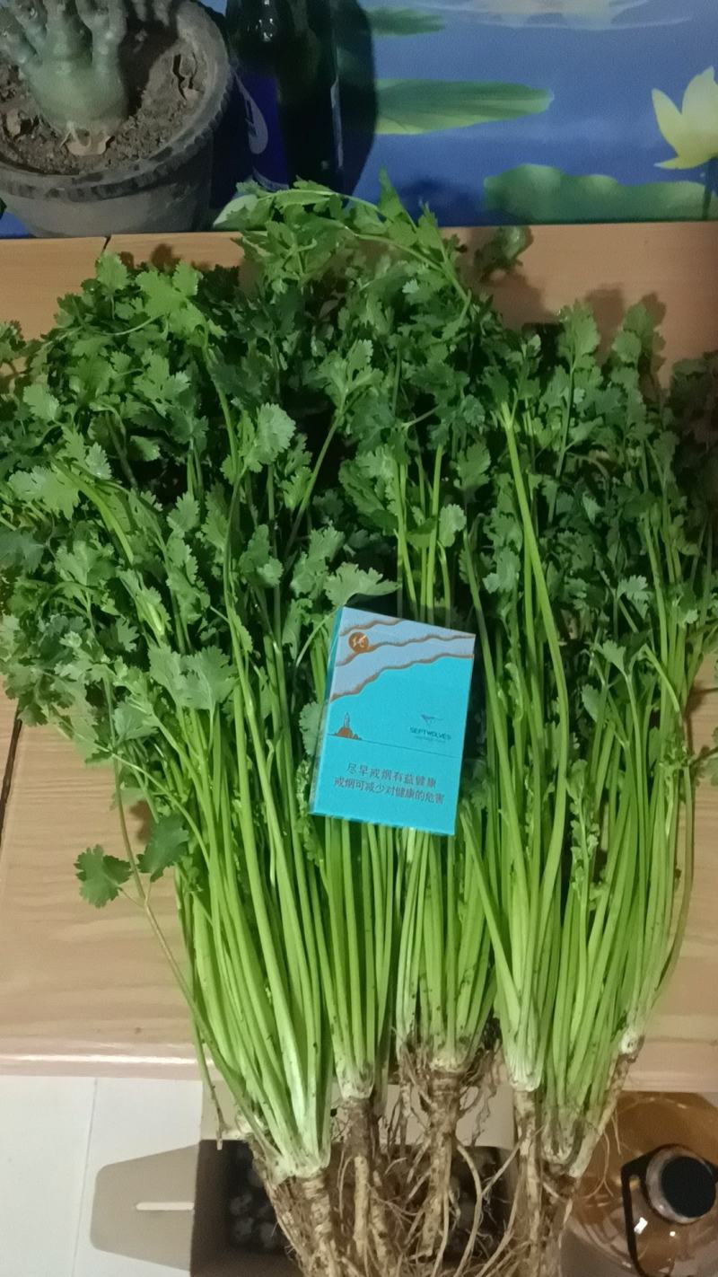 精品香菜