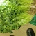 精品香菜