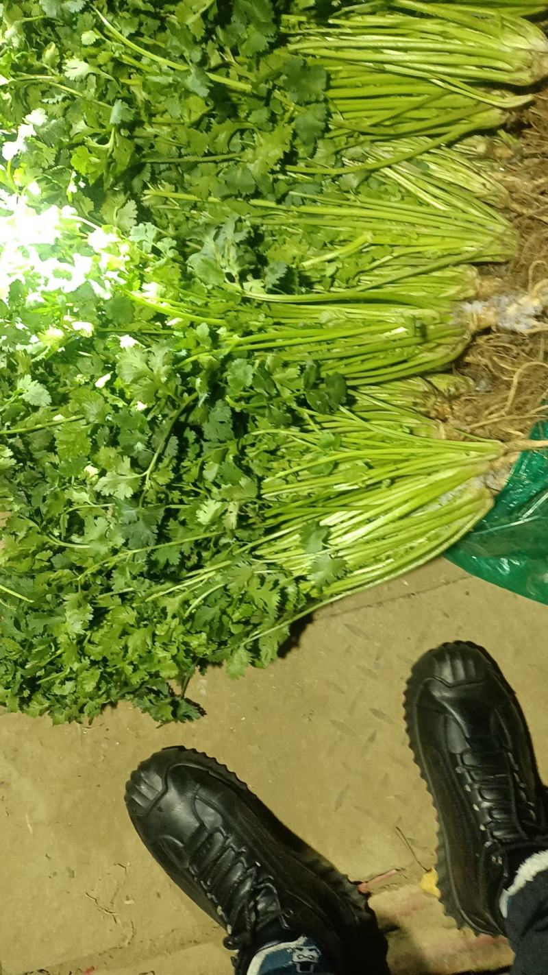 精品香菜