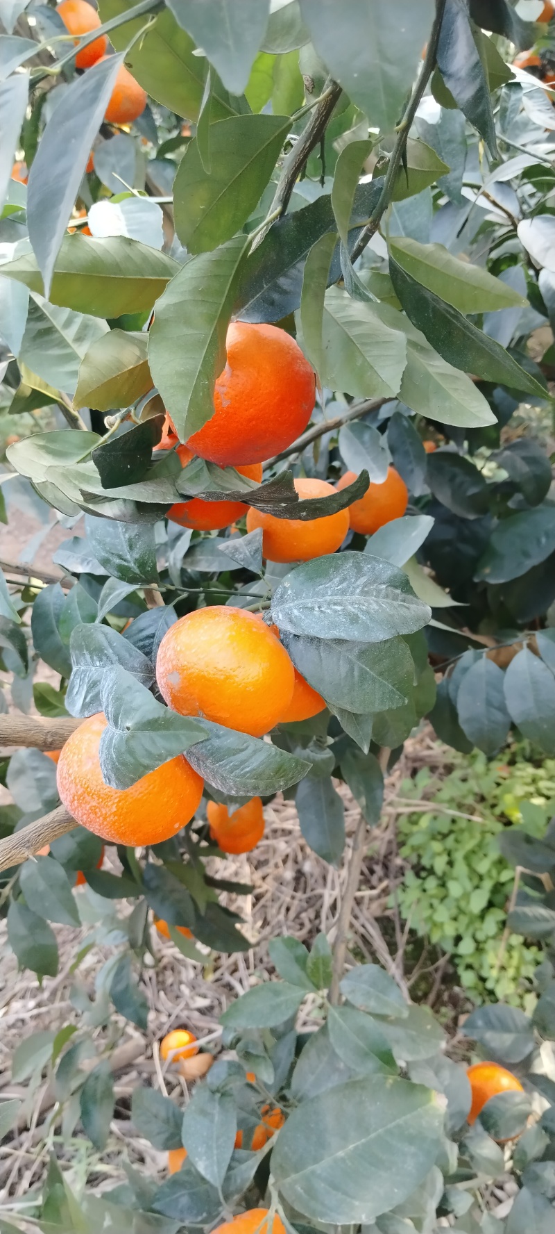 广西象州沃柑广西武鸣沃柑
