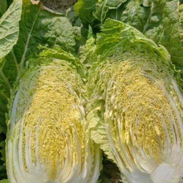 白菜，质量好，菜新鲜，个头大