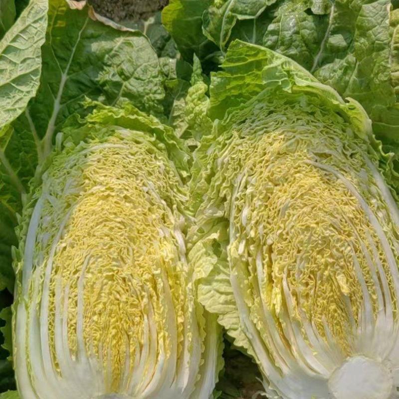 白菜，质量好，菜新鲜，个头大