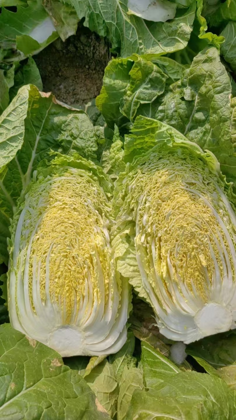 白菜，质量好，菜新鲜，个头大