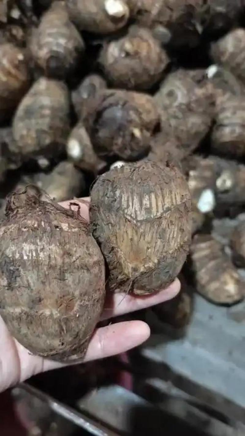 精品芋头批发/8520毛芋头【电商货/市场货/加工厂】