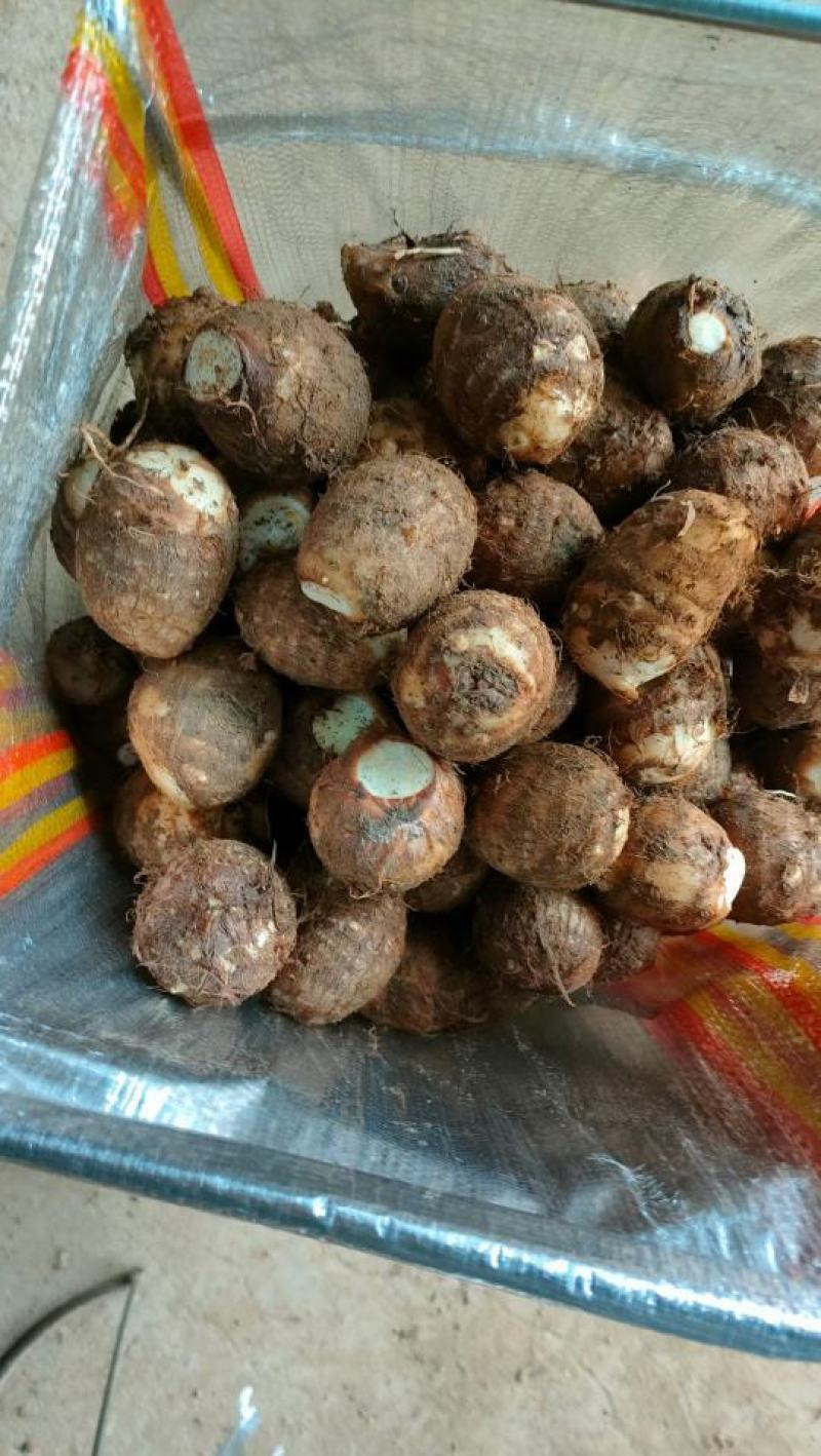 精品芋头批发/8520毛芋头【电商货/市场货/加工厂】