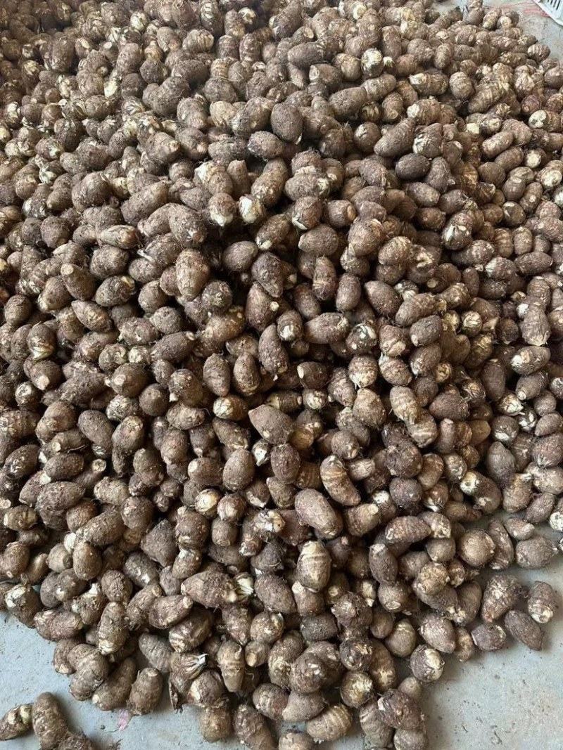 精品芋头批发/8520毛芋头【电商货/市场货/加工厂】