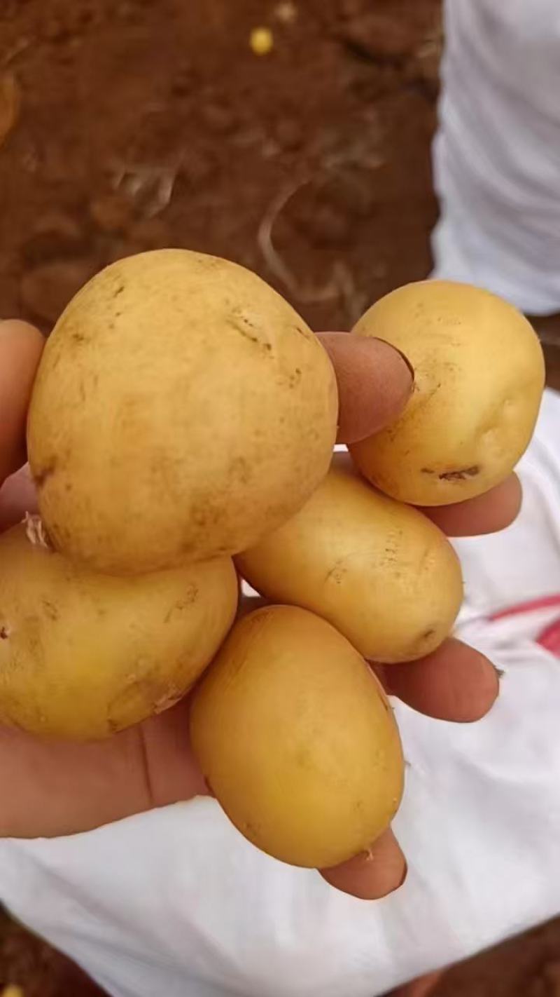 广西土豆沃土一手货源，四两以上土豆质量保证满意黄心土豆。