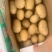 广西土豆沃土一手货源，四两以上土豆质量保证满意黄心土豆。