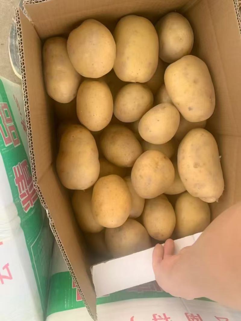 广西土豆沃土一手货源，四两以上土豆质量保证满意黄心土豆。
