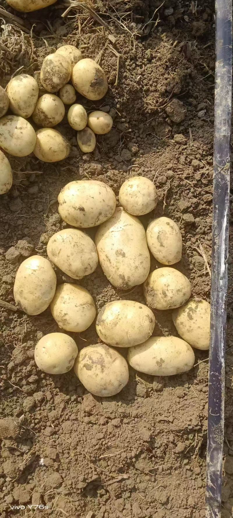 广西土豆沃土一手货源，四两以上土豆质量保证满意黄心土豆。