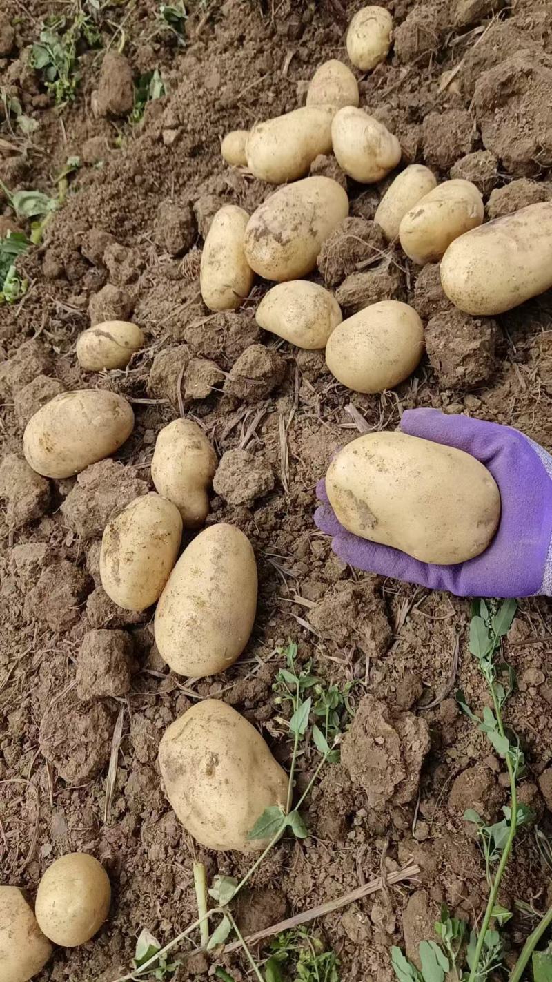 广西土豆沃土一手货源，四两以上土豆质量保证满意黄心土豆。