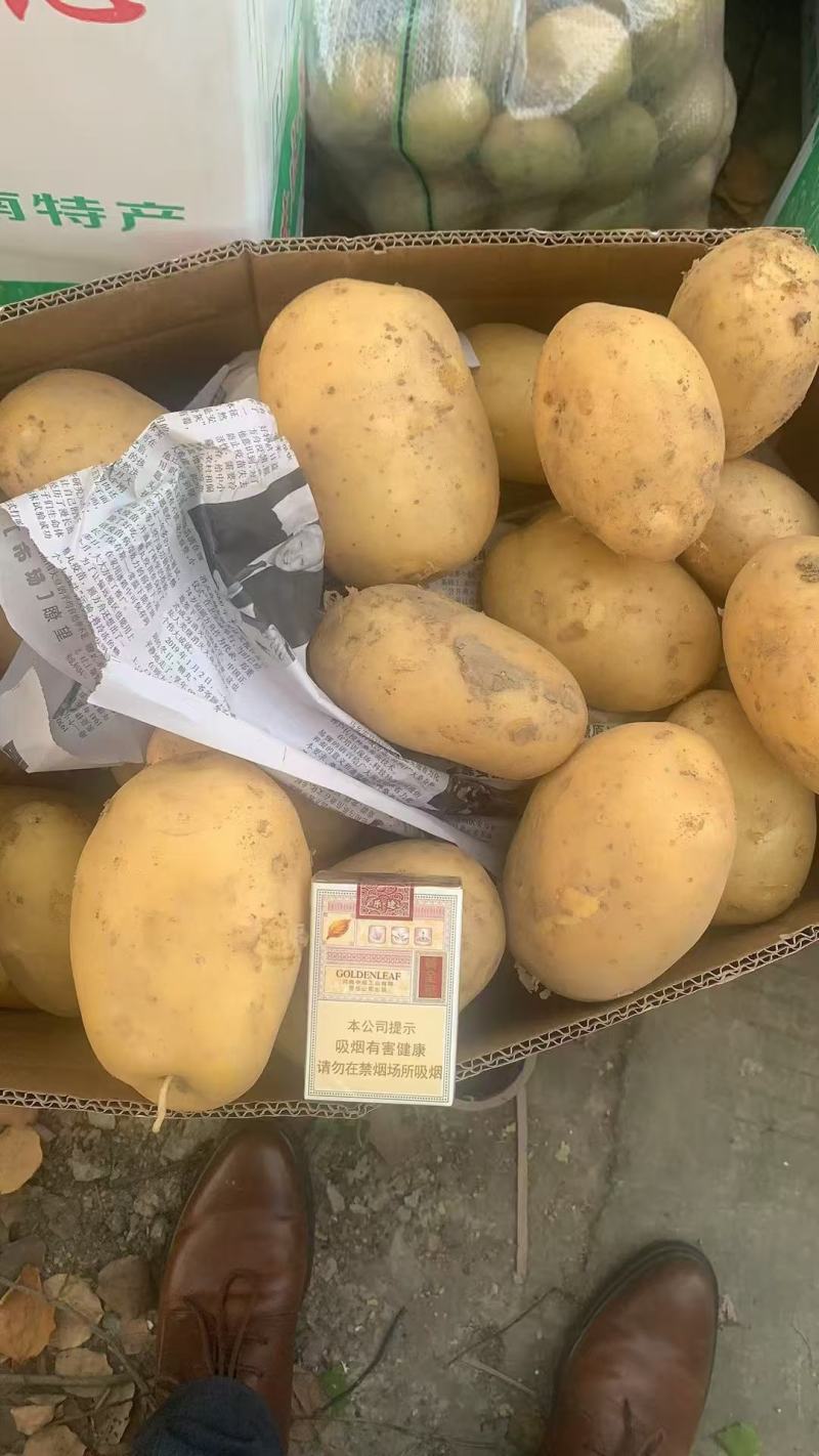 广西土豆沃土一手货源，四两以上土豆质量保证满意黄心土豆。