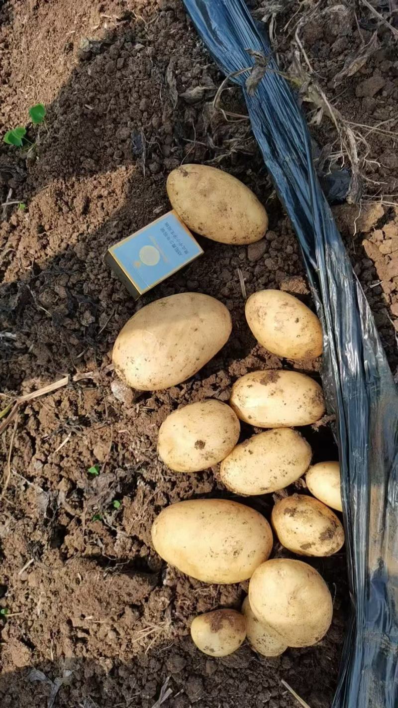 广西土豆沃土一手货源，四两以上土豆质量保证满意黄心土豆。