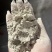 饲料全麦粉