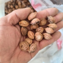 精品山桃核