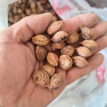 精品山桃核