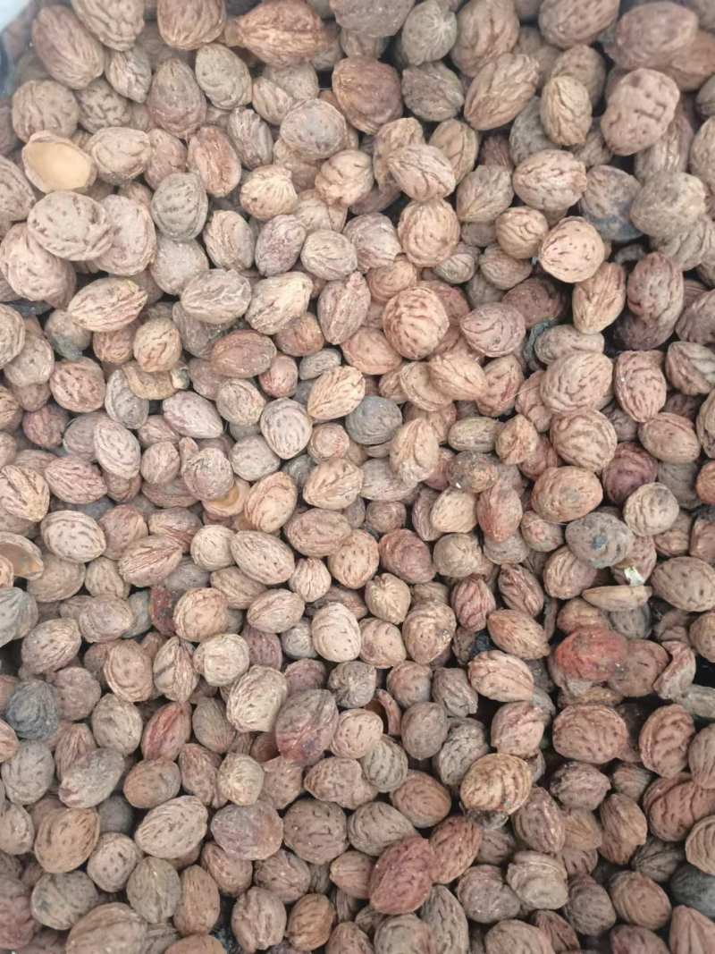 精品山桃核