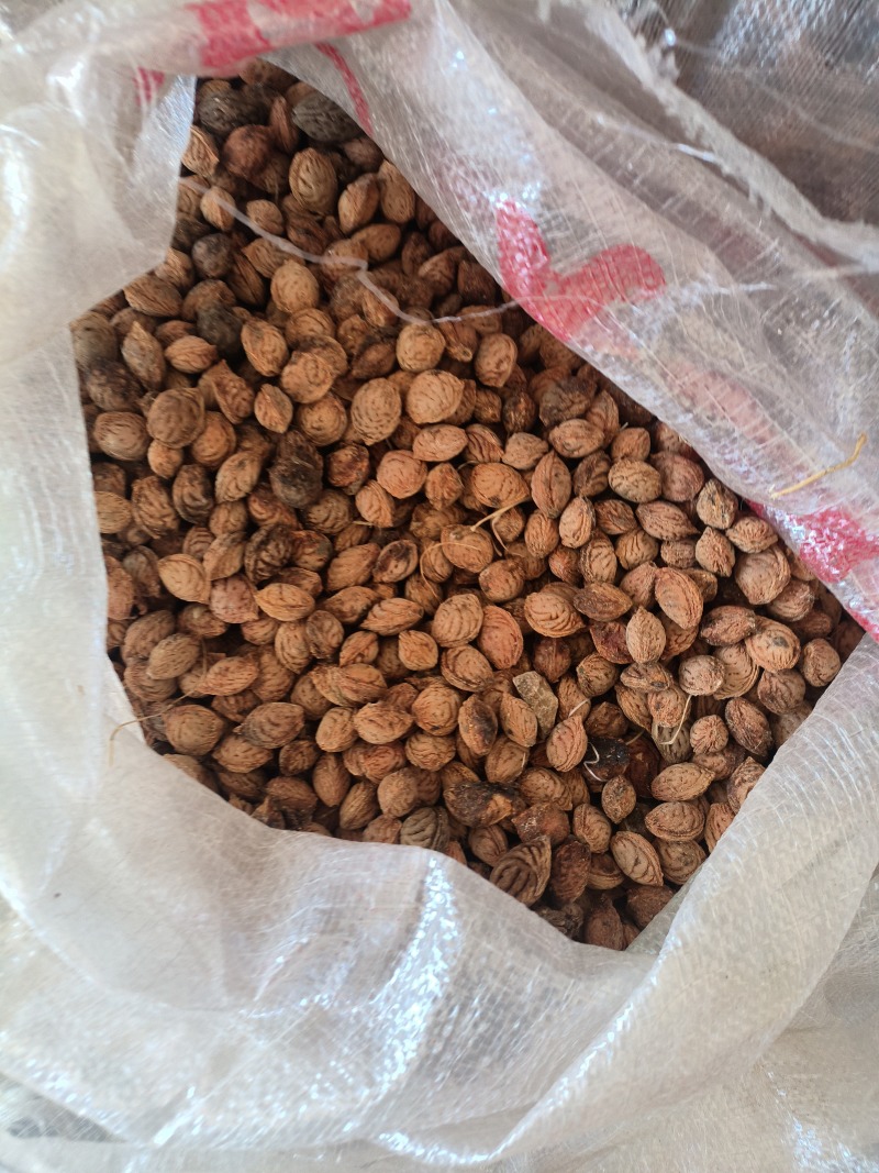 精品山桃核
