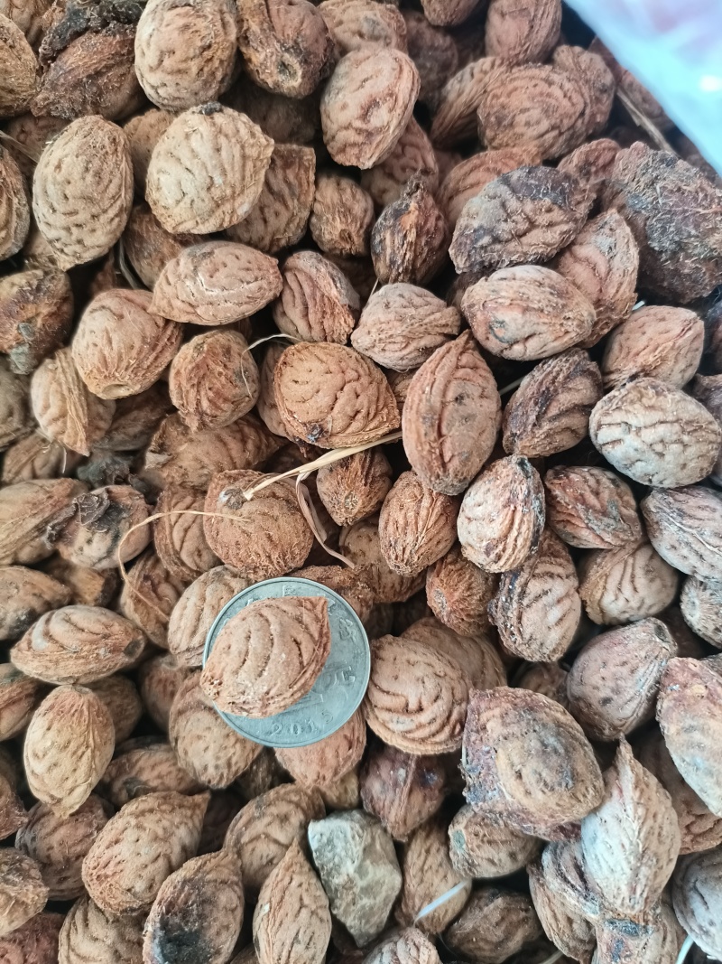 精品山桃核