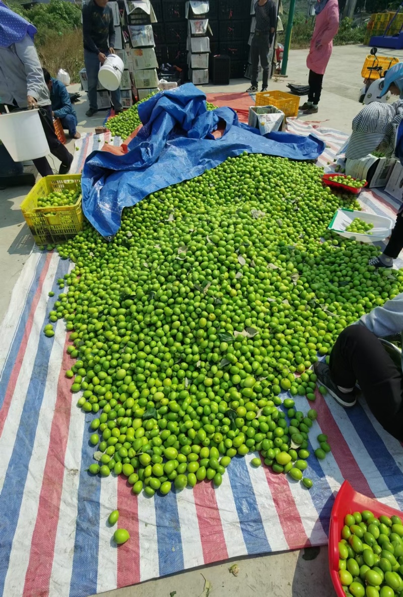 广西大青枣，产地直发，电商，落地配，社区团购等，质量保证