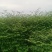 高产露天驯化虎杖良种苗，易种易管，全程免费提供种植技术