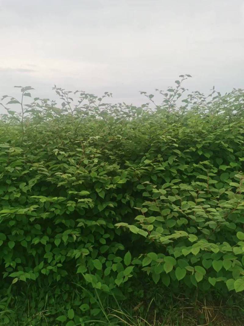 高产露天驯化虎杖良种苗，易种易管，全程免费提供种植技术