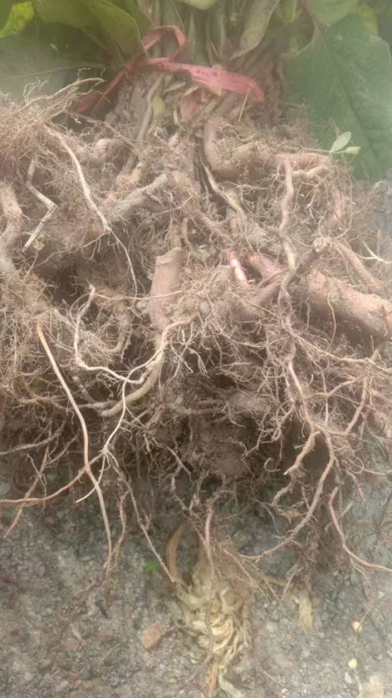 高产露天驯化虎杖良种苗，易种易管，全程免费提供种植技术