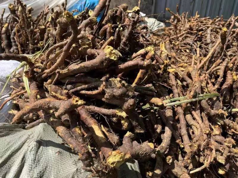 高产露天驯化虎杖良种苗，易种易管，全程免费提供种植技术