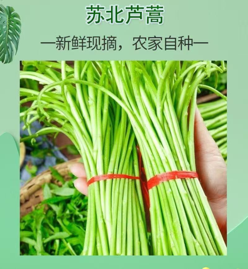 芦蒿青蒿藜蒿柳蒿芽蒿子杆皇帝菜