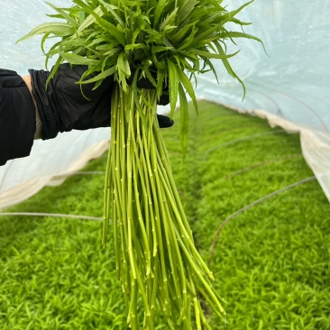 芦蒿青蒿藜蒿柳蒿芽蒿子杆皇帝菜