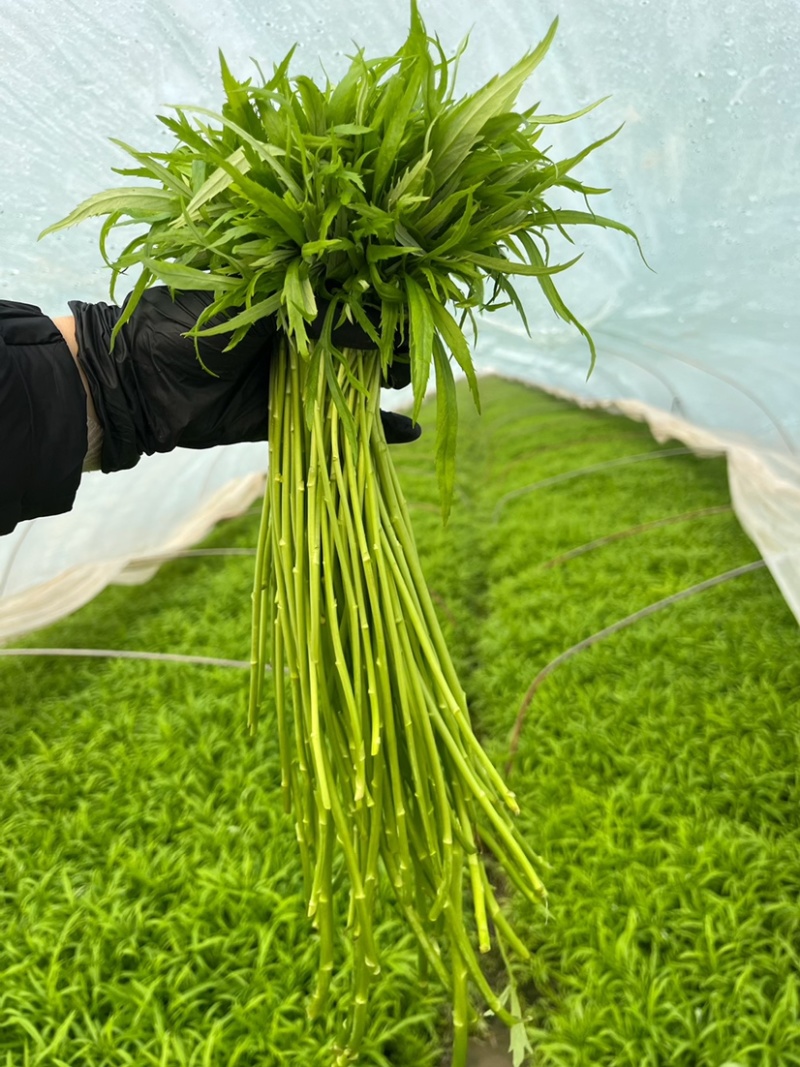 芦蒿青蒿藜蒿柳蒿芽蒿子杆皇帝菜